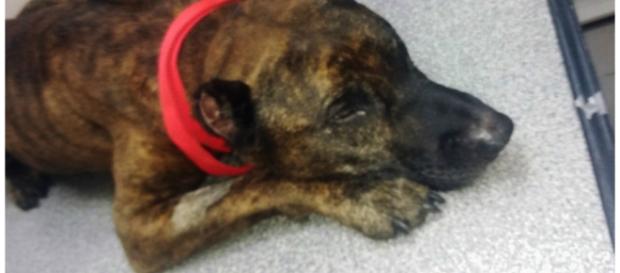 Pitbull sofreu abusos chocantes pelo dono Pitbull sofreu abusos chocantes pelo dono