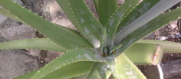 A planta, também conhecida como babosa, traz muitos benefícios para os cabelos A planta, também conhecida como babosa, traz muitos benefícios para os cabelos