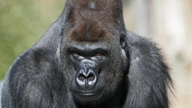 Londra, gorilla fugge: paura al giardino zoologico