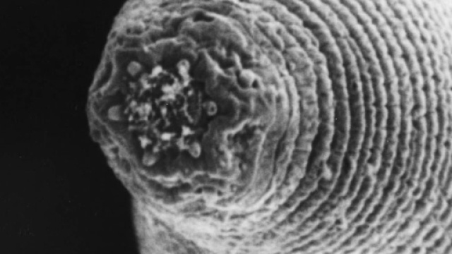 Many Worlds, Subterranean Edition - Astrobiology Magazine - astrobio.net