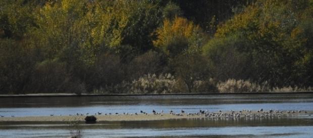 El río Tajo atraviesa una situación dramática El río Tajo atraviesa una situación dramática