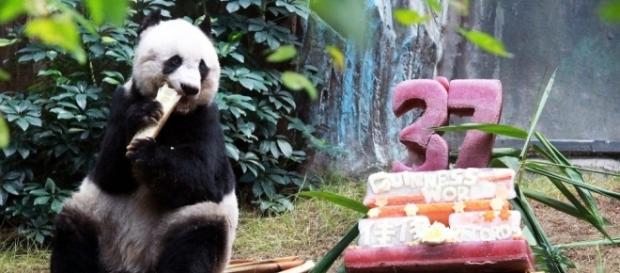 Hong Kong giant panda Jia Jia breaks world record to become oldest ... - scmp.com Hong Kong giant panda Jia Jia breaks world record to become oldest ... - scmp.com