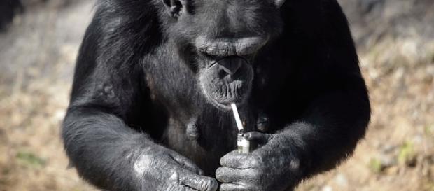 Macaca que fuma um maço de cigarros por dia é sensação na Coreia do Norte. Macaca que fuma um maço de cigarros por dia é sensação na Coreia do Norte.