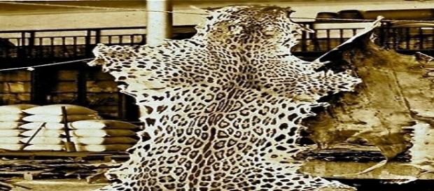 Onça: 500 dólares no mercado internacional Onça: 500 dólares no mercado internacional