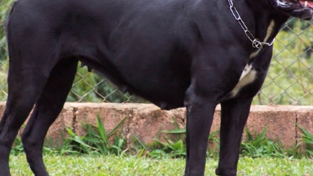 Cane Corso il molossoide italiano - Il nostro cane - ilnostrocane.it