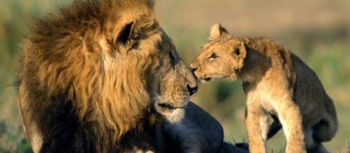 I leoni, animali tipici del Sud Africa