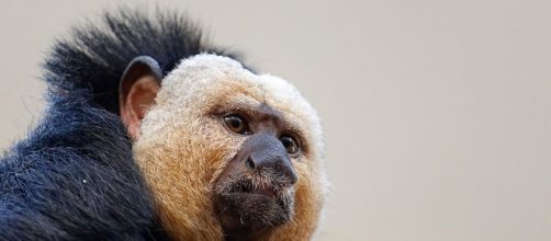 New World Monkeys - Facts, Information & Habitat ...- animalcorner.co.uk