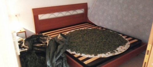 Una parte della marijuana è stata trovata su un letto ed è stata sequestrata dalla Polizia.
