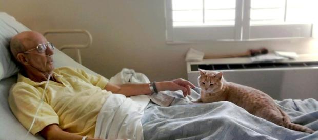 Hospice Cat Brings Comfort And Peace To Dying Veterans - The ... - kittencatpost.com Hospice Cat Brings Comfort And Peace To Dying Veterans - The ... - kittencatpost.com