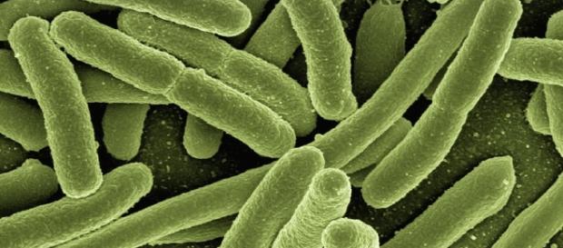Microbioma. Bacterias Escherichia coli Microbioma. Bacterias Escherichia coli