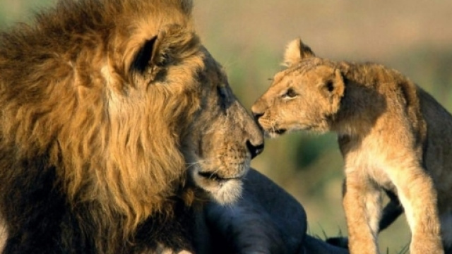 I leoni, animali tipici del Sud Africa