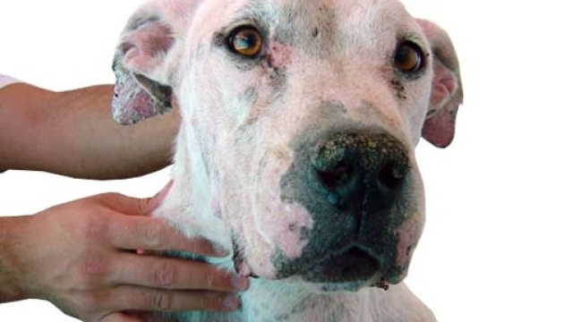 La stagione autunnale &egrave; la pi&ugrave; indicata per la prevenzione della leishmaniosi