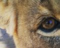 Rewildling the Lynx: Part 1. Big cats in Britain