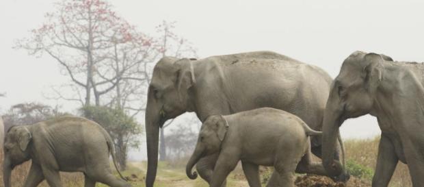 WWF - worldwildlife.org Des éléphants vivants, nettement mieux WWF - worldwildlife.org Des éléphants vivants, nettement mieux