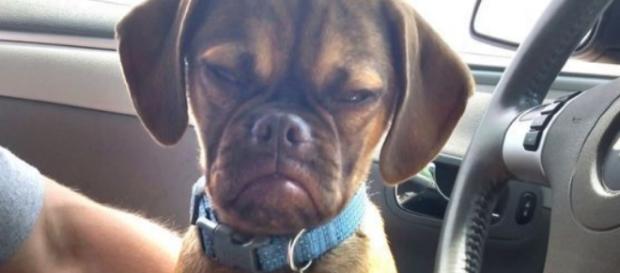 7 vezes que o seu cachorrinho disse 'estou chateado' 7 vezes que o seu cachorrinho disse 'estou chateado'