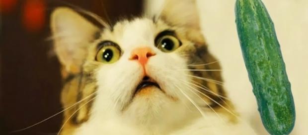 Vídeos de gatos se assustando com pepinos se tornaram virais. Vídeos de gatos se assustando com pepinos se tornaram virais.