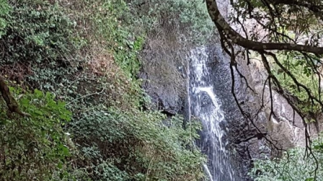 Bonorva, Due dei tre ladri di legna sono riusciti a fuggire