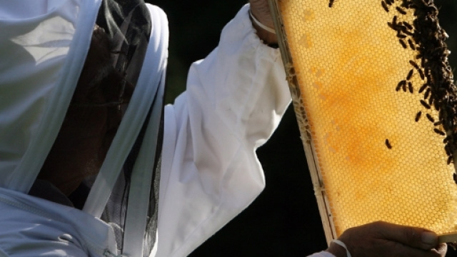 Caff&egrave;, cacao, miele e banane: sono alcuni degli alimenti pi&ugrave; diffusi che rischiano di sparire dalle nostre tavole nei prossimi anni.