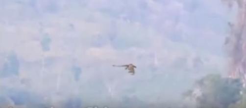Suposto dragão filmado próximo à fronteira com Laos (Youtube/ApexTV)