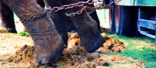 Abusi e maltrattamenti sugli animali del circo