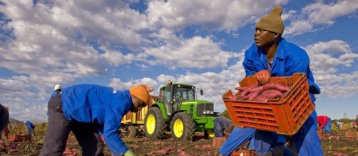 Alcuni lavoratori immigrati impegnati nella raccolta