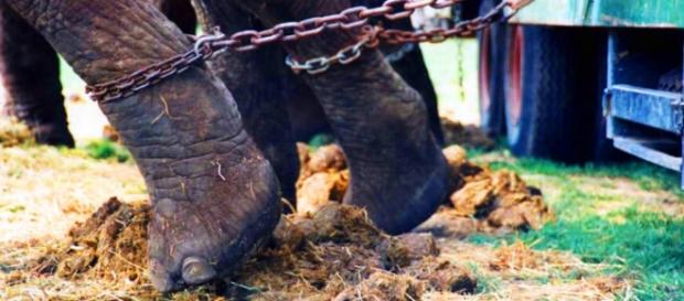 Abusi e maltrattamenti sugli animali del circo Abusi e maltrattamenti sugli animali del circo