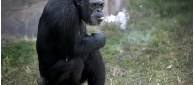 Chimpanzé Azalea fuma um maço de cigarro por dia Chimpanzé Azalea fuma um maço de cigarro por dia