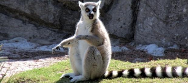 Lémurien, Des Animaux, Lémuriens - pixabay.com Lémurien, Des Animaux, Lémuriens - pixabay.com