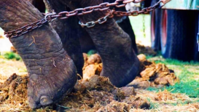 Abusi e maltrattamenti sugli animali del circo