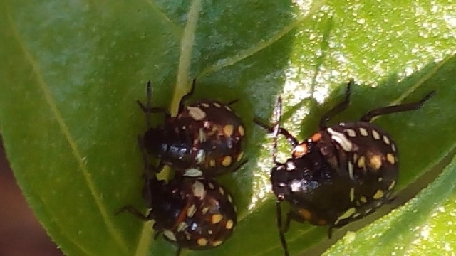 Coltivazioni di frutta a richio a causa delle cimici