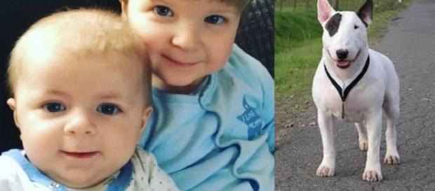 Bebê é atacado e morto por Bull Terrier e irmão segue internado, em estado grave Bebê é atacado e morto por Bull Terrier e irmão segue internado, em estado grave