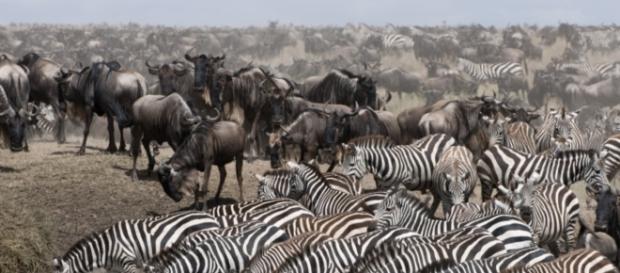 Parque Nacional del Serengeti. Parque Nacional del Serengeti.