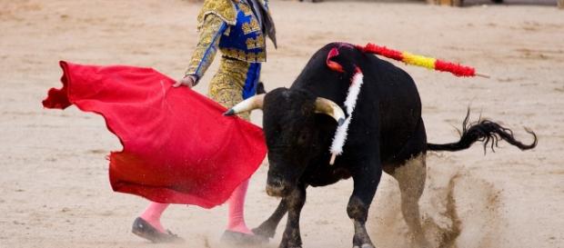 Spagna, Consulta annulla provvedimento catalano che vieta le corride Spagna, Consulta annulla provvedimento catalano che vieta le corride