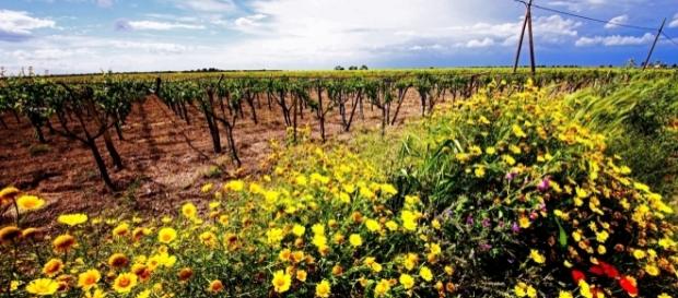Abendlicht leuchtet auf Reben und Blumen im Tavoliere delle Puglia Abendlicht leuchtet auf Reben und Blumen im Tavoliere delle Puglia