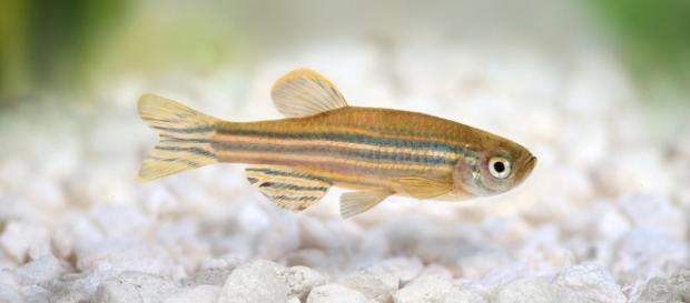 Hohe Konzentration von Kokain bei Fischen › newsbloggers.ch - newsbloggers.ch Hohe Konzentration von Kokain bei Fischen › newsbloggers.ch - newsbloggers.ch
