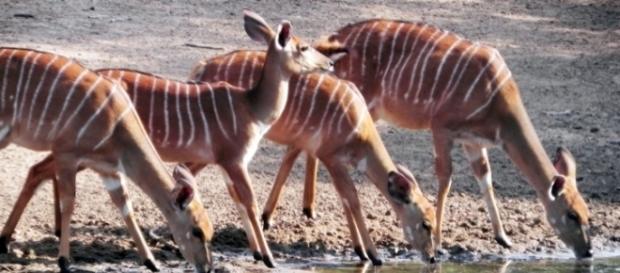 Nyala antelope uMkhuze / Photo by J. Flowers (own work) Nyala antelope uMkhuze / Photo by J. Flowers (own work)