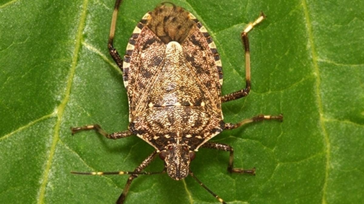 Invasione cimici asiatiche marroni: cosa fare per allontanarle e rimedi Cimici marroni in casa