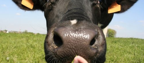 Les vaches émettent 135,6 millions de tonnes d'équivalent dioxyde de carbone dans l'atmosphère chaque année. (Photo: The Washington Post)