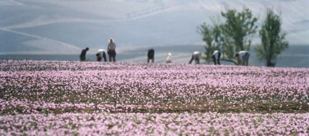 Kozani, na Grécia, região produtora do açafrão 'Krokos' Kozani, na Grécia, região produtora do açafrão 'Krokos'