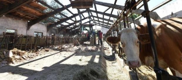 Le stalle di emergenza promesse agli allevatori di Amatrice ancora non sono arrivate. Le stalle di emergenza promesse agli allevatori di Amatrice ancora non sono arrivate.