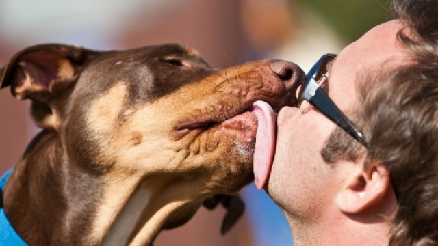 Farsi leccare il viso dal cane &egrave; pericoloso