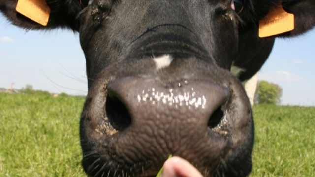 Les vaches émettent 135,6 millions de tonnes d'équivalent dioxyde de carbone dans l'atmosphère chaque année. (Photo: The Washington Post)