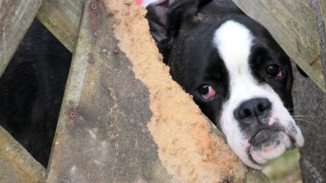 Orrore a Pescia: cane seviziato e ucciso