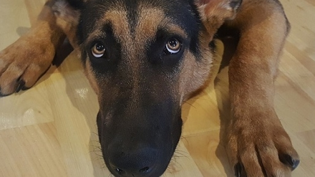 Prevedere i terremoti con l&rsquo;aiuto degli animali