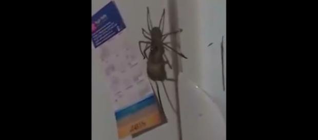 Aranha da espécie Huntsman foi flagrada carregando um rato (Crédito: YouTube/MaskAgent) Aranha da espécie Huntsman foi flagrada carregando um rato (Crédito: YouTube/MaskAgent)