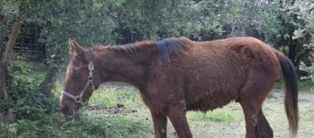 Cavalli dopati per corse clandestine Cavalli dopati per corse clandestine