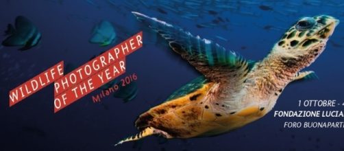 Locandina della mostra Wildlife Photographer of the Year 2016