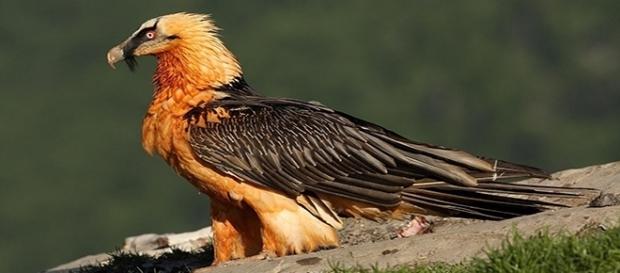 El quebrantahuesos pirenaico, un fabuloso animal en grave peligro de extinción El quebrantahuesos pirenaico, un fabuloso animal en grave peligro de extinción