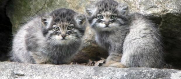 Manul Kittens - WIkipedia Commons - CC BY Manul Kittens - WIkipedia Commons - CC BY
