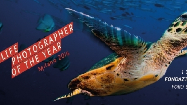 Locandina della mostra Wildlife Photographer of the Year 2016